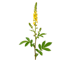 AIGREMOINE