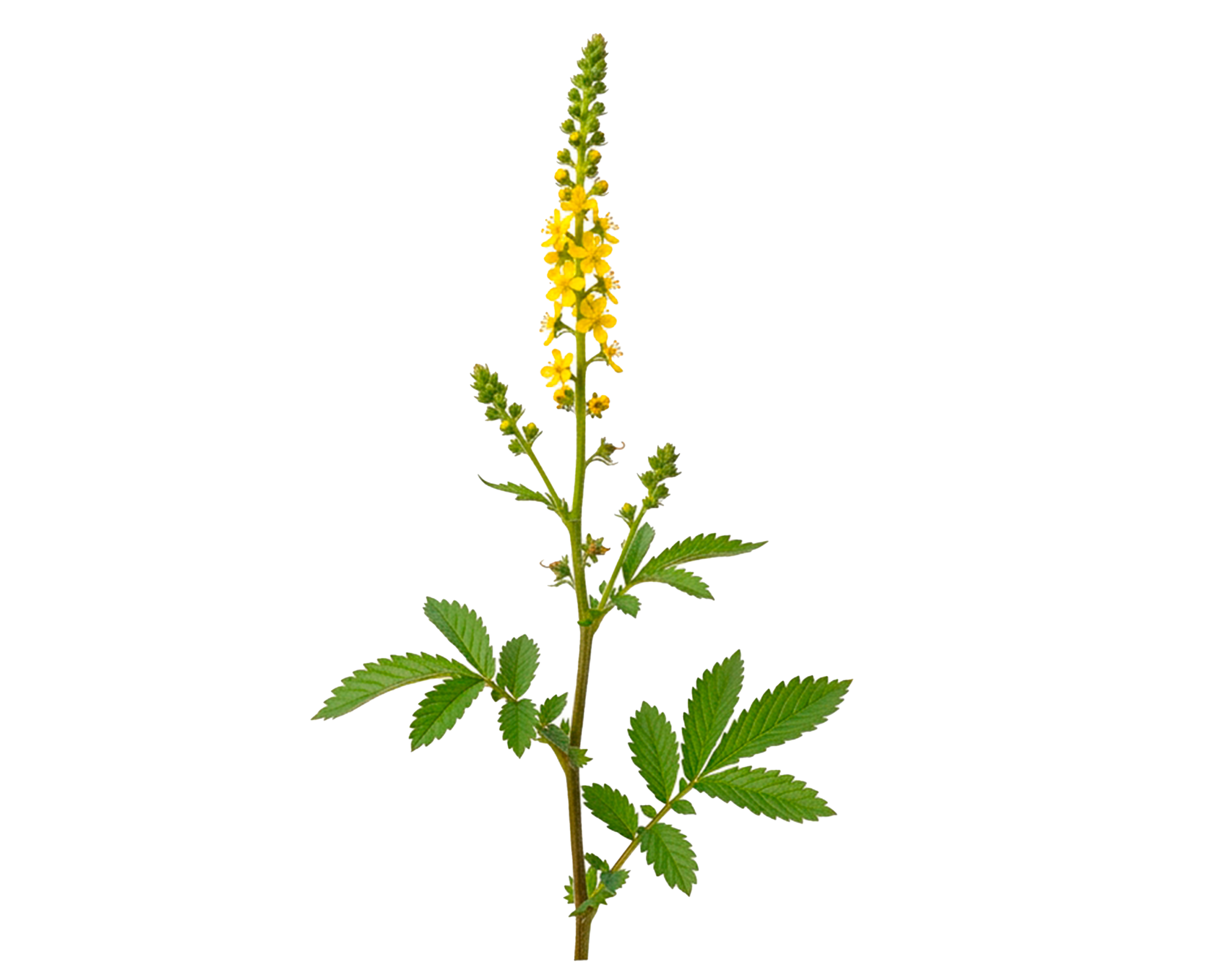 AIGREMOINE