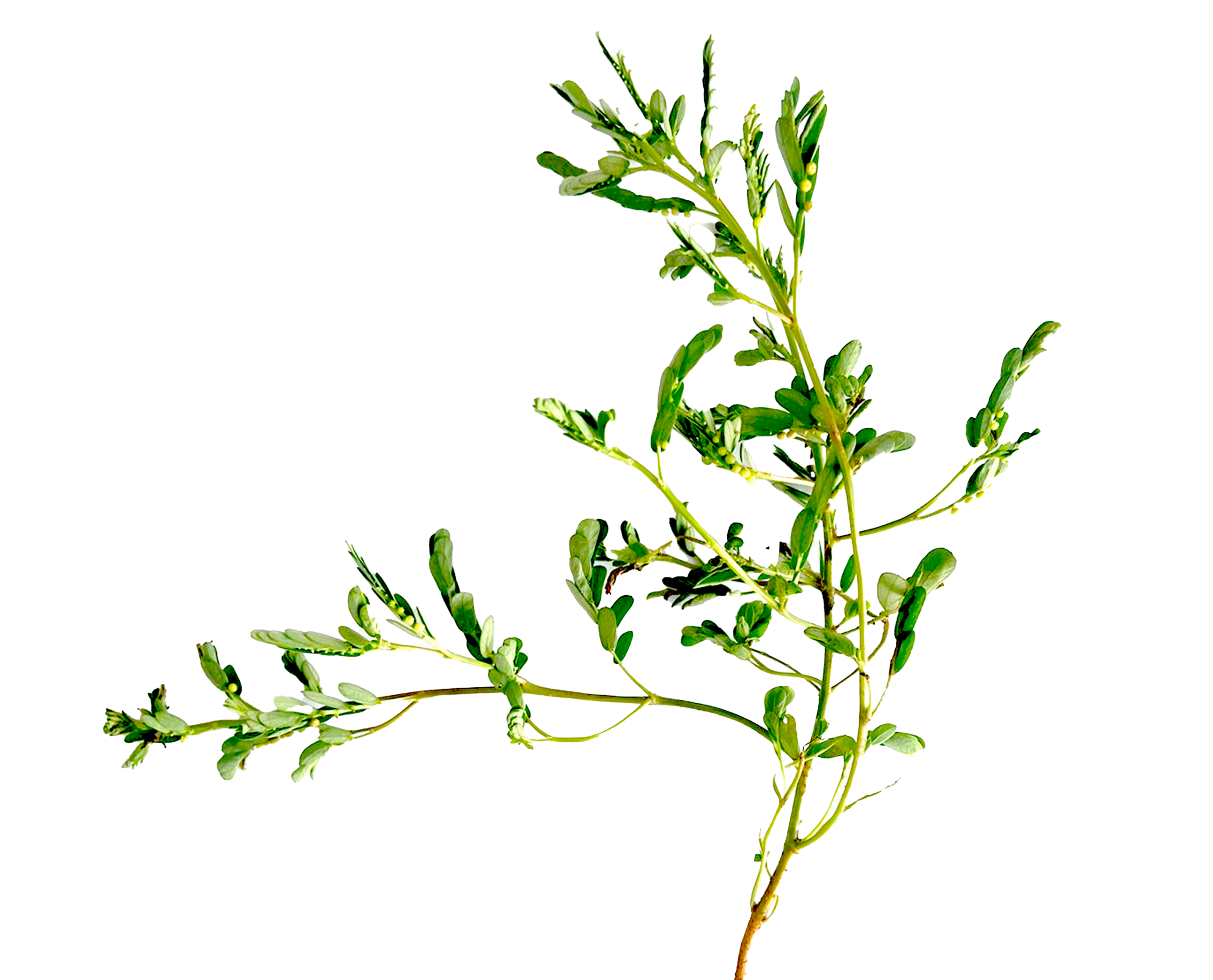 AMLA