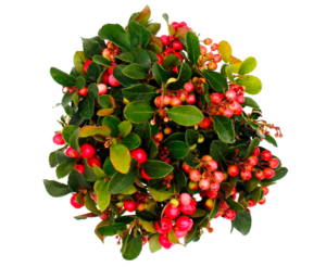 GAULTHERIE COUCHEE (wintergreen)