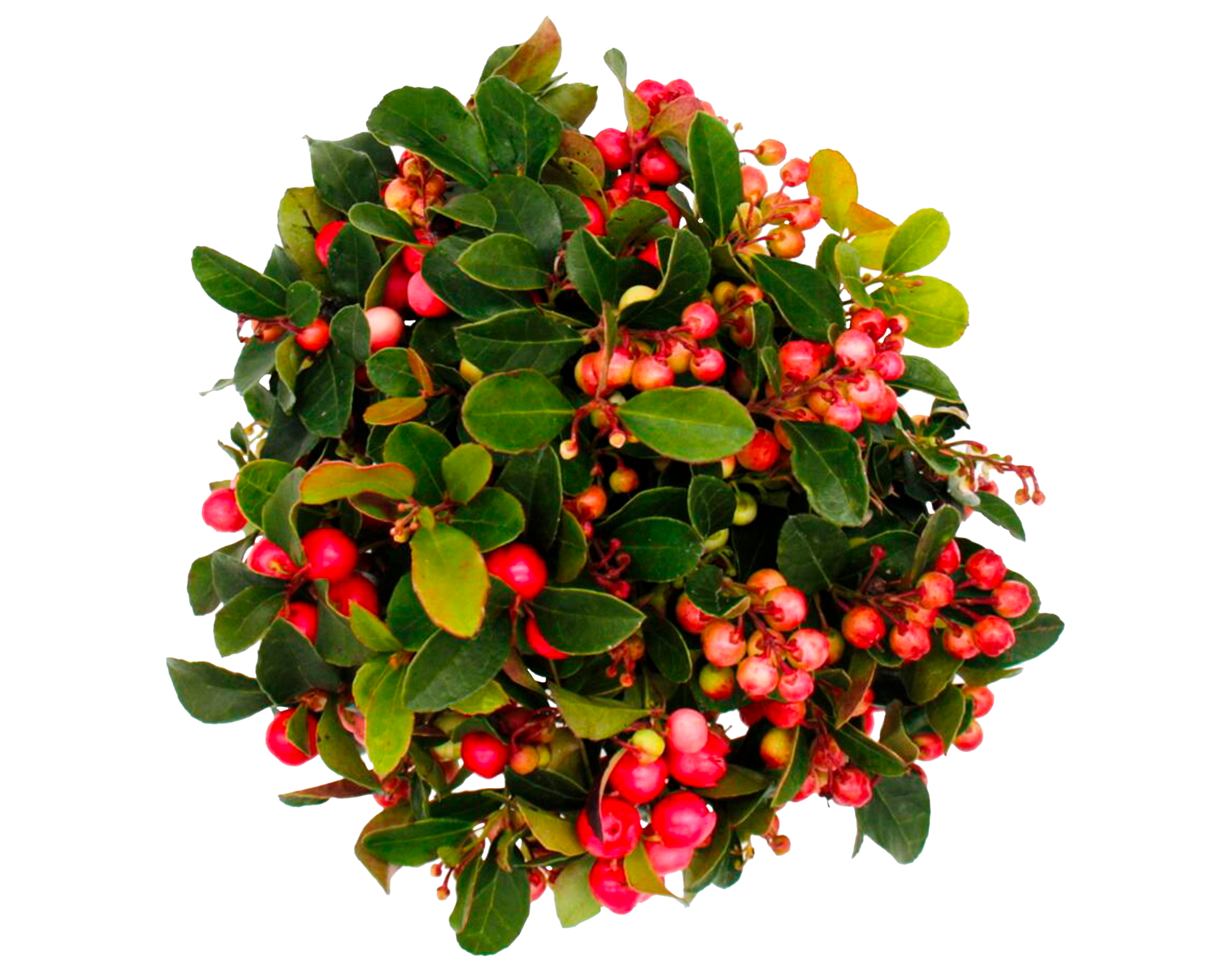 GAULTHERIE COUCHEE (wintergreen)