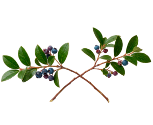 GAULTHERIE ODORANTE