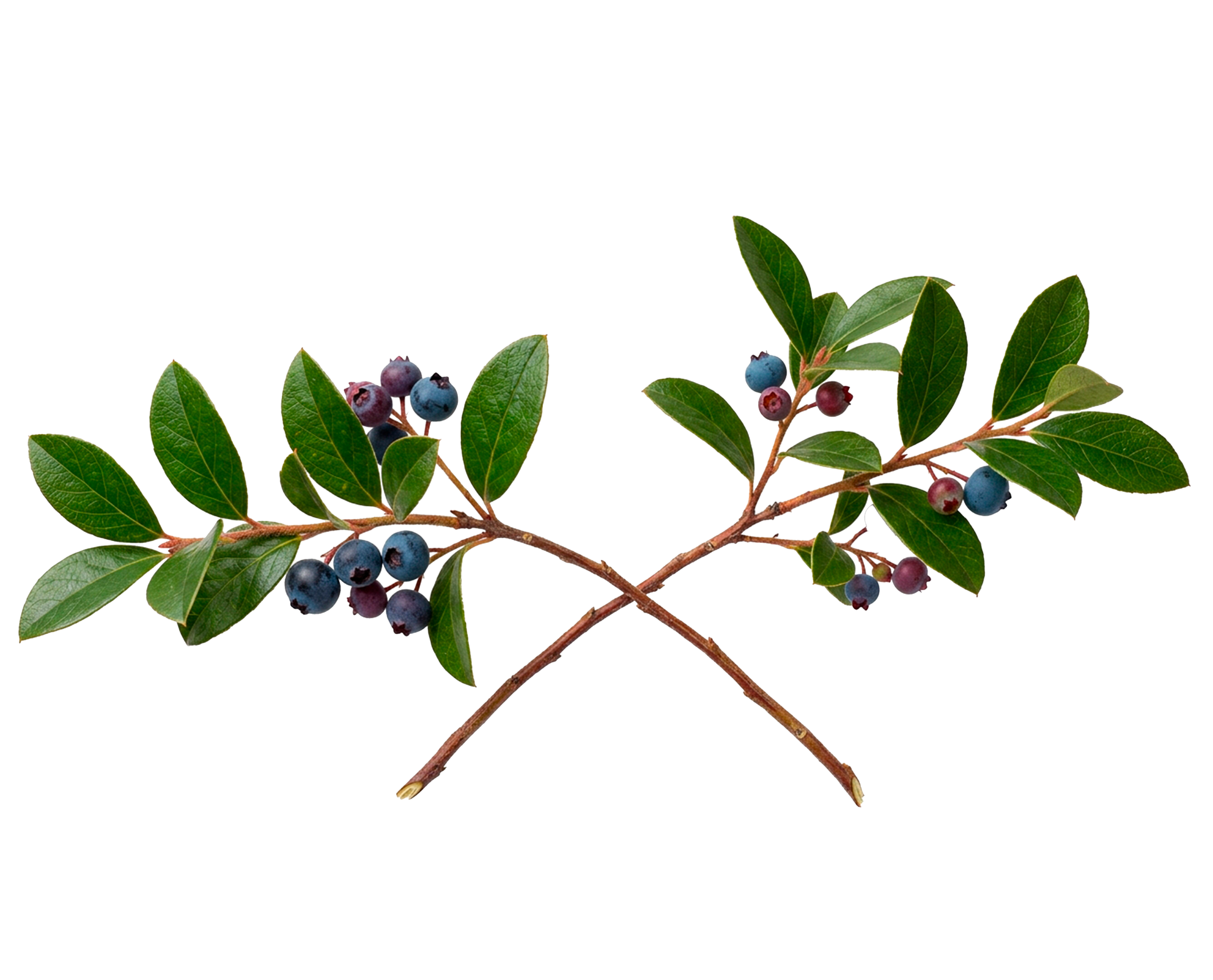 GAULTHERIE ODORANTE