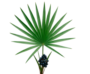 SAW PALMETTO