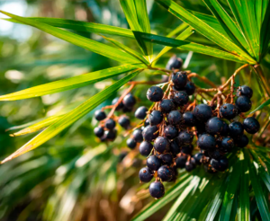 SAW PALMETTO