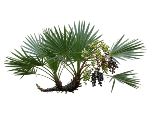 SAW PALMETTO