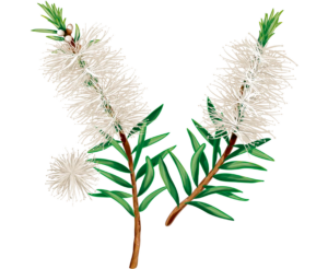 TEA TREE