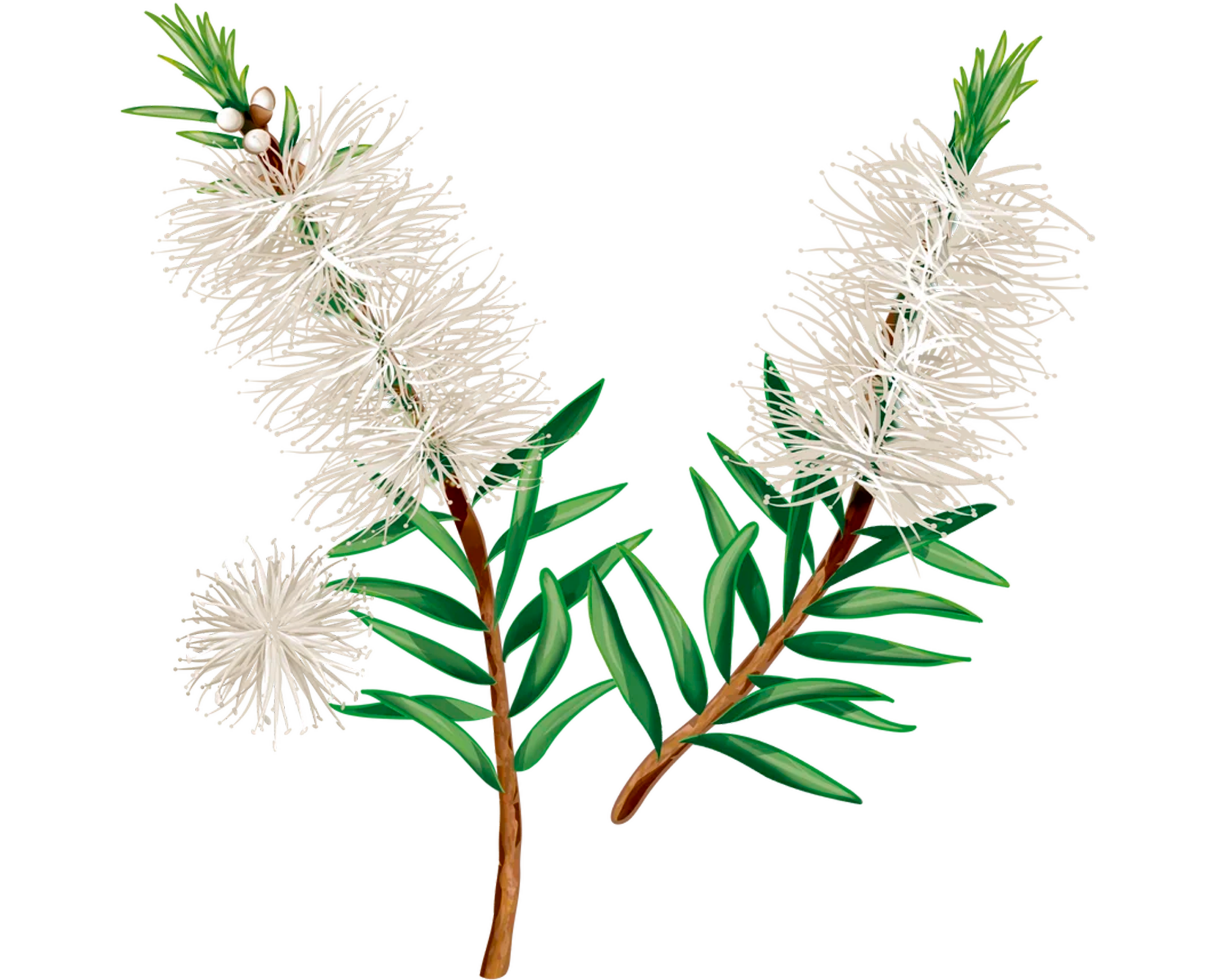 TEA TREE